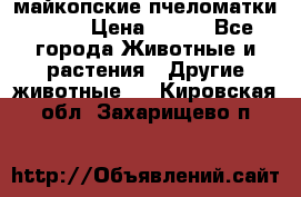  майкопские пчеломатки F-1  › Цена ­ 800 - Все города Животные и растения » Другие животные   . Кировская обл.,Захарищево п.